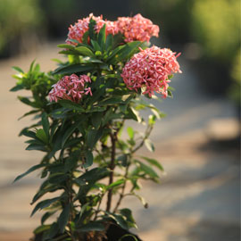 Mini Char Ixora Plant